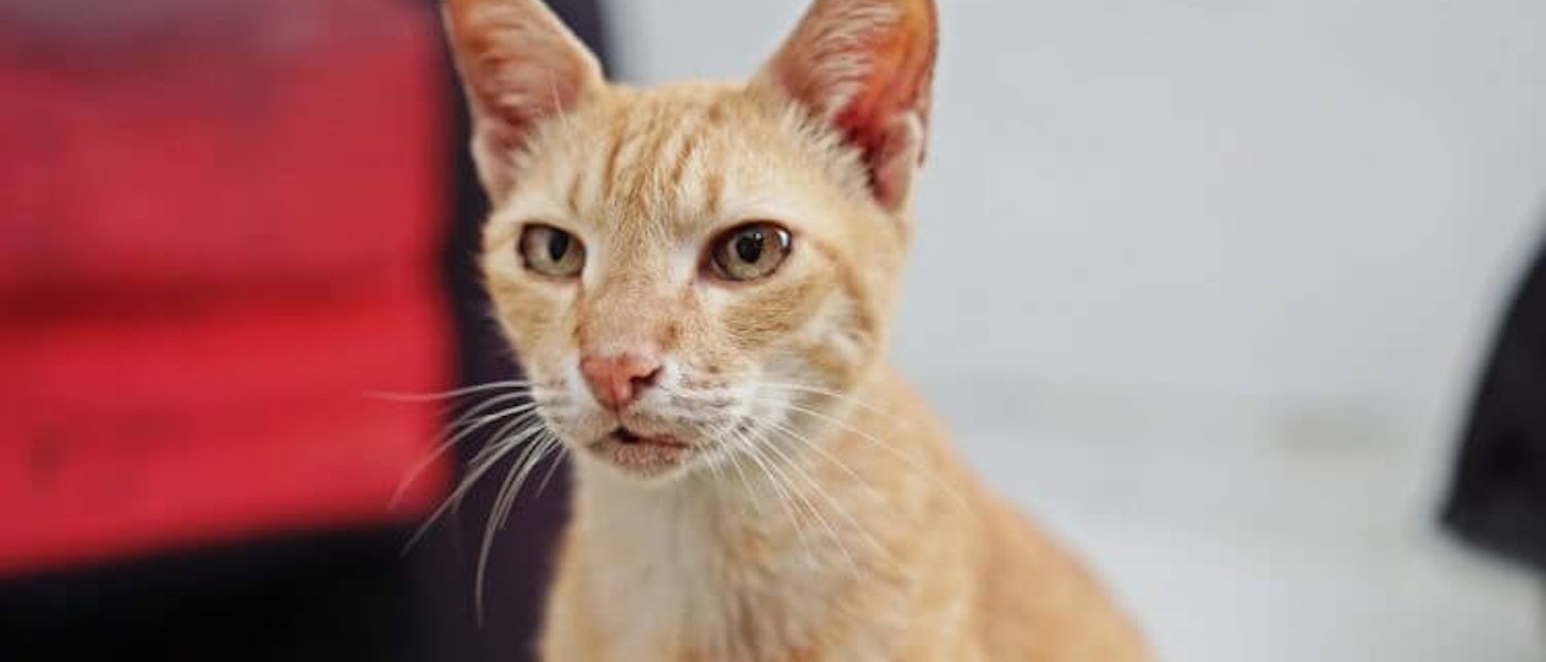 10 Produk Yang Harus Dimiliki Untuk Memelihara Kucing Rekomendasi Family Blogger Echa Mybest