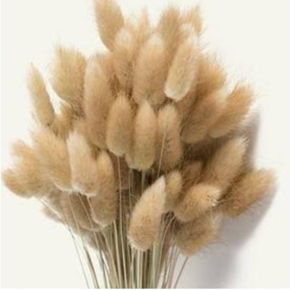 Lagurus Bunny Tail Dried Flower translation missing: id.activerecord.decorators.item_part_image/alt
