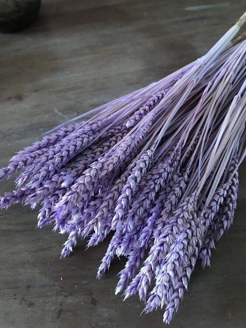 Dried Flower Purple Wheat Flowers 1