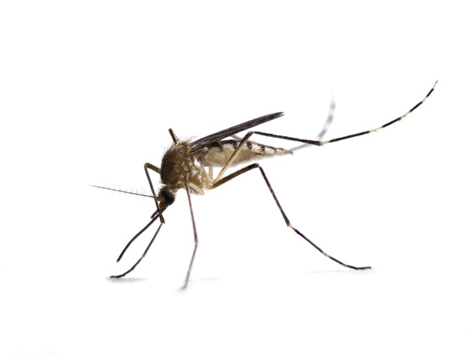 Kenali bahan efektif pengusir nyamuk