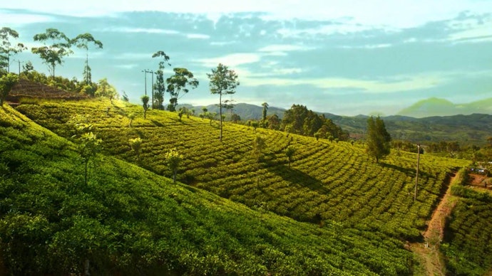 Teh Ceylon, teh asal Sri Lanka