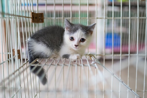 Untuk kitten atau anak kucing, pilihlah ukuran medium