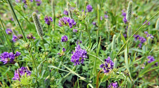 Rumput alfalfa, memiliki kandungan protein dan kalsium yang tinggi