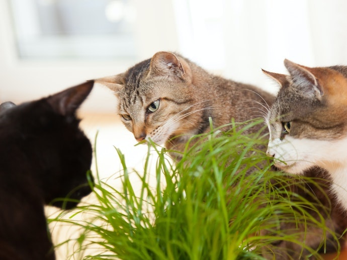 Rumput kucing, solusi untuk masalah hairball