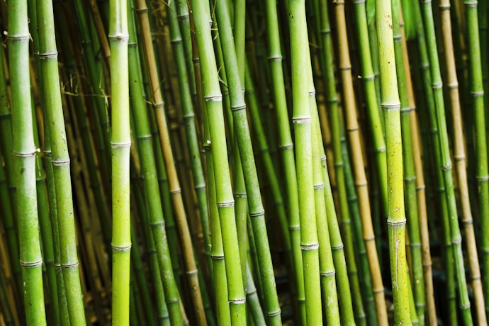 Bambu, cenderung ekonomis dan lebih ramah lingkungan