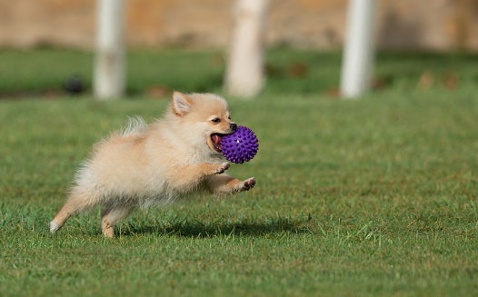 Permainan melempar, bisa membantu anjing yang kurang olahraga