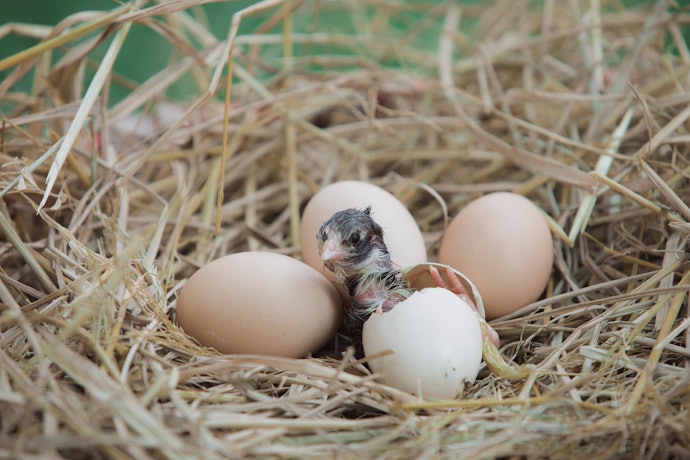 Vitamin B, D3, dan kalsium: Untuk perkembangan telur dan anak burung