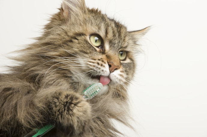 Pertanyaan umum seputar sikat gigi kucing