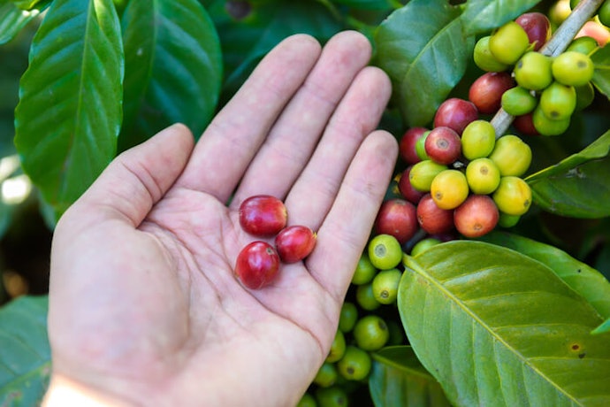Pengertian kopi organik