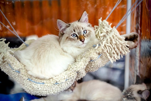 Cara membuat hammock kucing