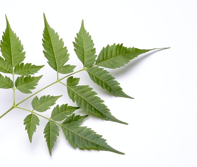 Neem leaves, efektif menghalau lebih dari 200 jenis serangga