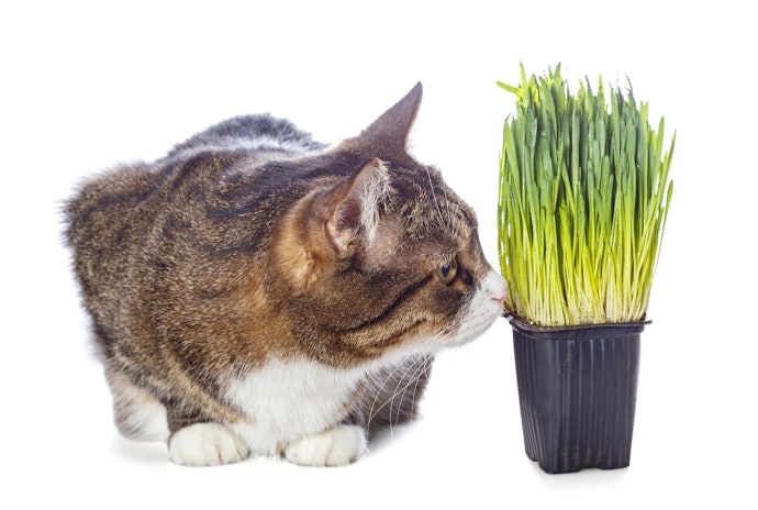 Pertanyaan umum seputar rumput kucing