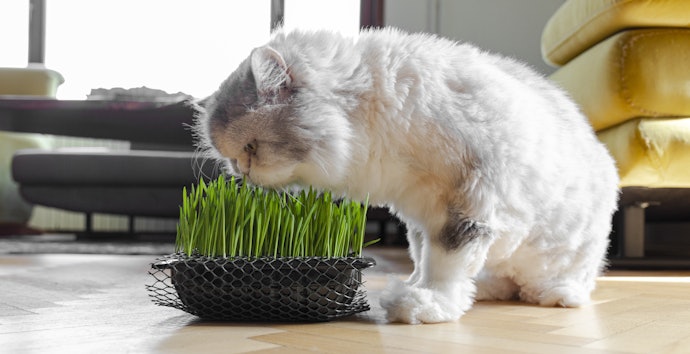 Apa itu rumput kucing?