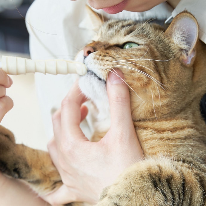 Pahami cara menyikat yang tidak membebani kucing