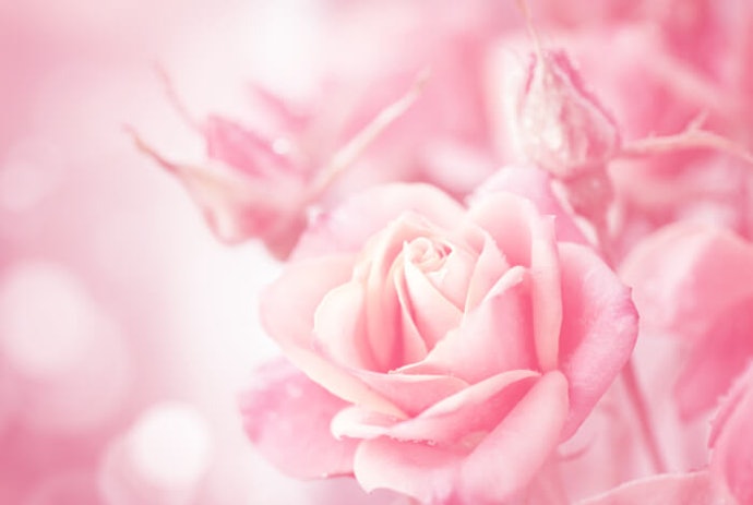 10 Rekomendasi Preserved Flowers Terbaik Terbaru Tahun 2021 Mybest