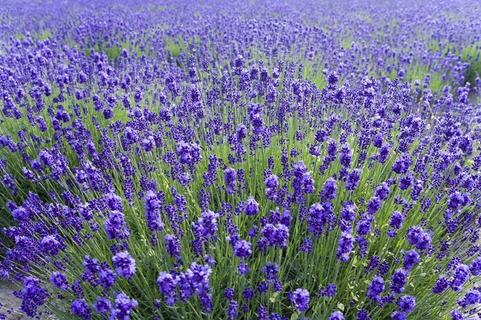 Lavender: Aroma elegan yang memberi ketenangan