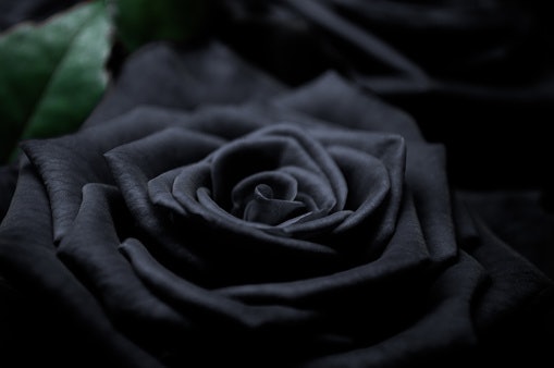 Mawar hitam: menyimpan banyak makna
