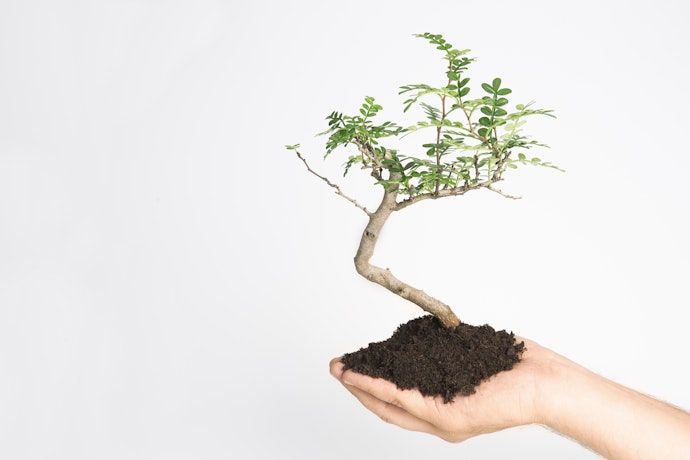 Bakalan bonsai: Lebih terjangkau dan bisa dibentuk sesuai keinginan