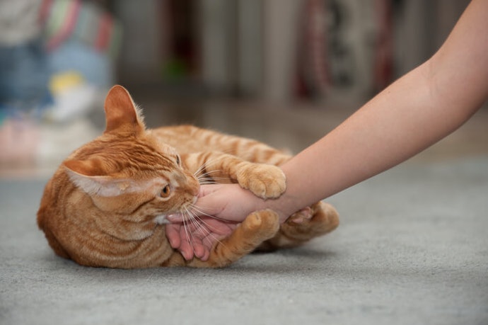 Fungsi mainan dalam mengontrol kebiasaan kucing mencakar dan menggigit