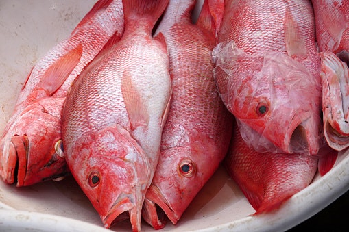 Ikan kakap merah, bahan alternatif lain yang mudah ditemukan