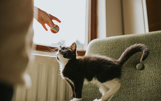 Pilih mainan yang bisa Anda mainkan bersama anak kucing