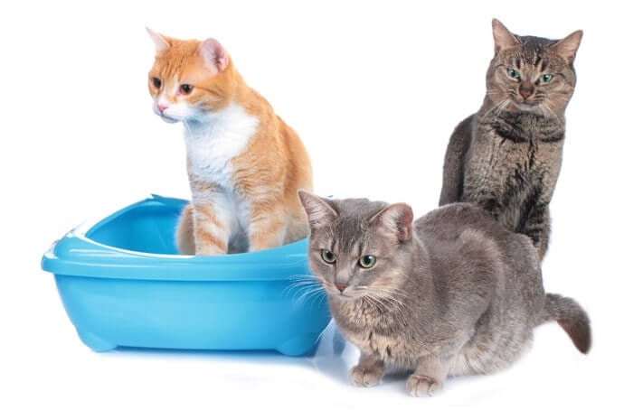 Pencegah FLUTD, ampuh hindari penyakit batu kemih kucing