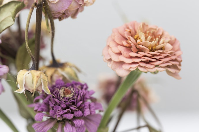 Pertanyaan umum seputar preserved flowers