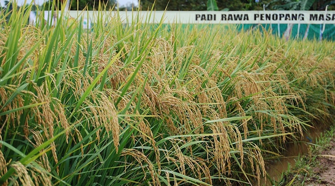 Benih padi INPARA, Cocok dikembangkan di daerah rawa