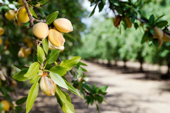 Pertimbangkan susu almond organik untuk mendapatkan kualitas terbaik
