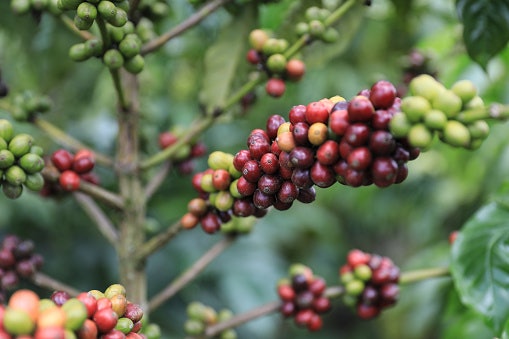Mengenal karakteristik kopi Toraja