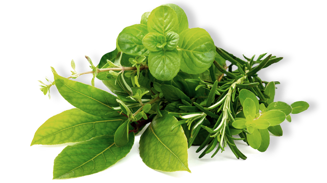 Green tea: Kaya antioksidan untuk revitalisasi kulit