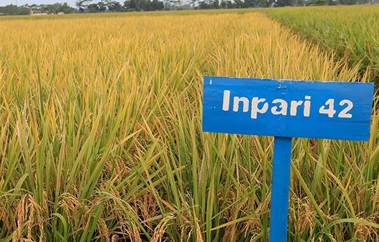 Benih padi INPARI, cocok dikembangkan di sawah irigasi dan memiliki homozigositas tinggi