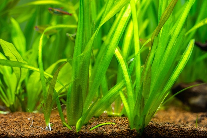 Tips merawat tanaman aquascape
