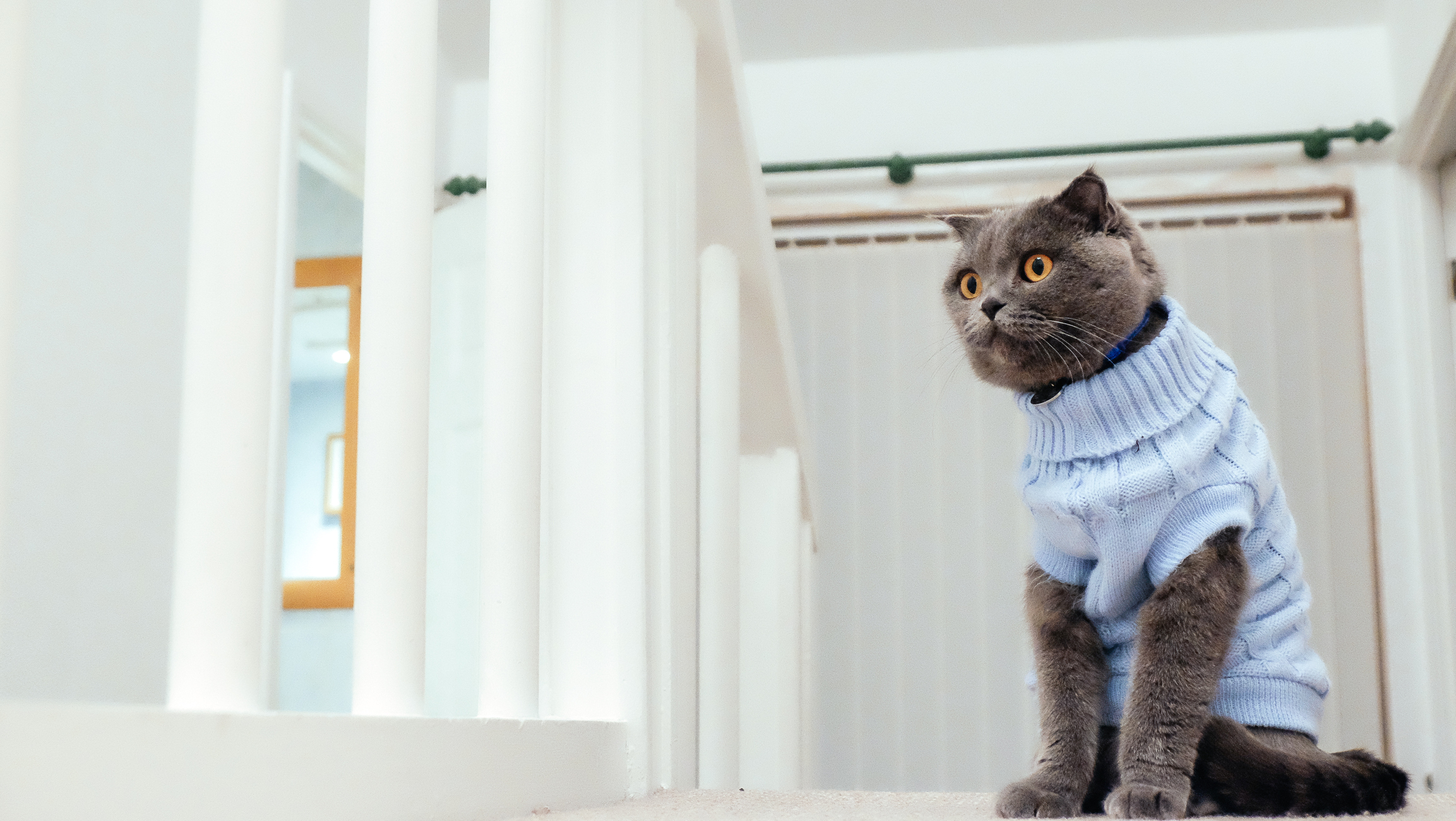 10 Rekomendasi Baju Kucing Terbaik Terbaru Tahun 2021 Mybest