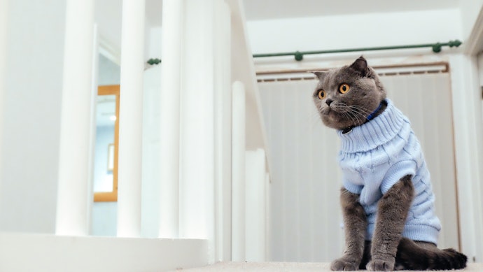 10 Rekomendasi Baju Kucing Terbaik Terbaru Tahun 2021 Mybest