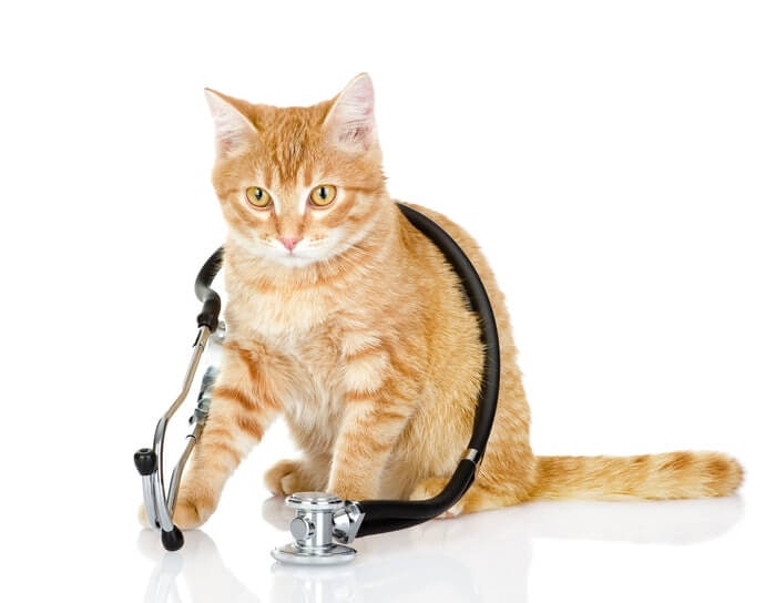 Pakan khusus: Disarankan untuk kucing yang sedang sakit