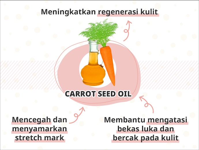 Carrot seeds oil, untuk perawatan bekas luka dan stretch mark