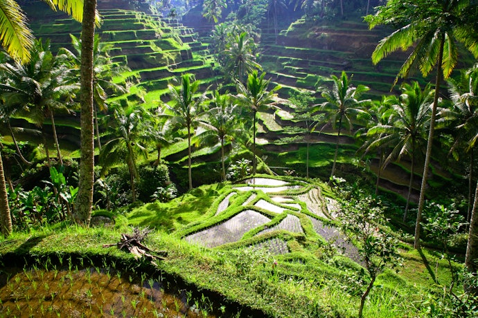 Ubud: Kental dengan nuansa alam pedesaan dan seni budaya Bali