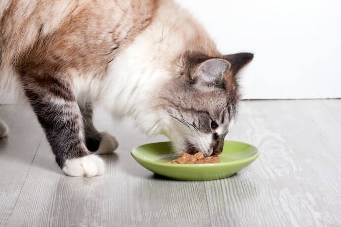 Obesitas, bulu rontok, atau alergi: Sesuaikan dengan kondisi fisik kucing Anda