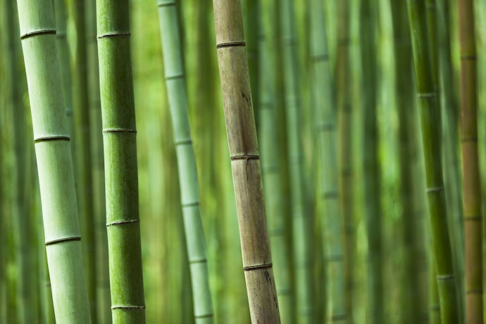 Pastikan flute bambu Anda bebas goresan dan tidak lentur