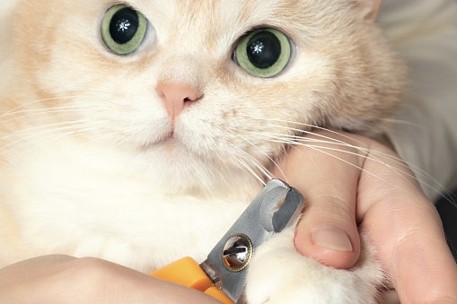 Perhatikan fitur lain yang mungkin dimiliki gunting kuku kucing