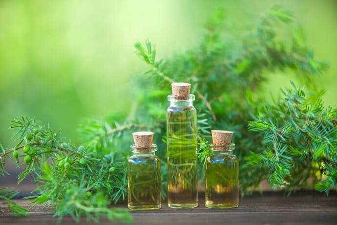 Efek dan manfaat tea tree oil