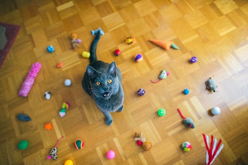Pilih mainan yang aman untuk kucing Anda