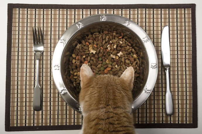 Berikan makanan tinggi protein dan bernutrisi untuk kucing pasca sterilisasi