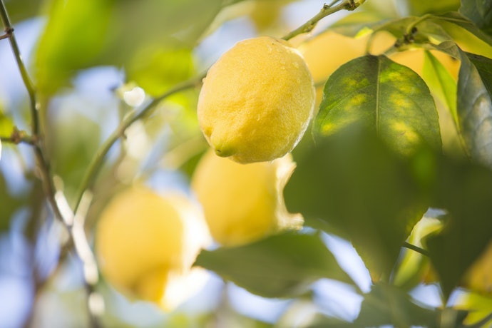 Tentukan berdasarkan area produksi untuk mendapatkan rasa lemon favorit