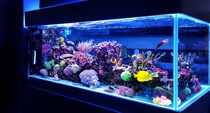 Pertanyaan umum seputar hiasan aquarium