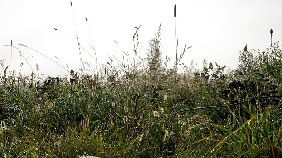Rumput meadow, campuran berbagai macam rumput yang kaya nutrisi