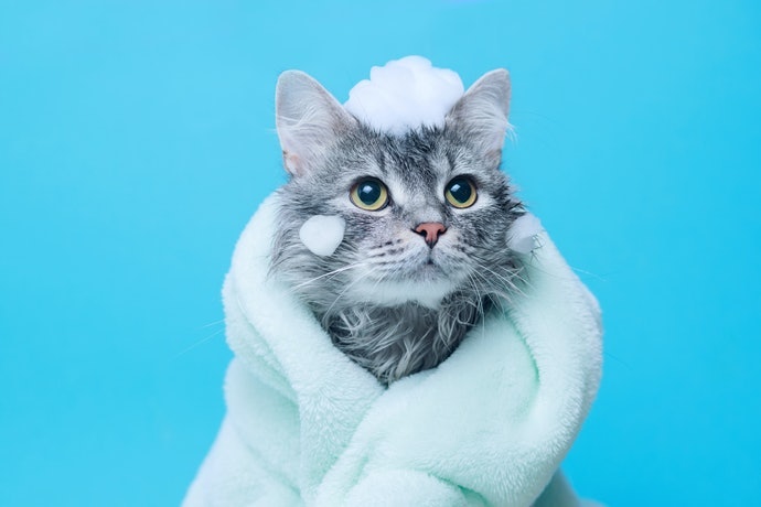 Pilih shampo yang diformulasikan khusus untuk kucing