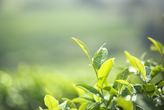 Kulit sensitif: Green tea atau mugwort dapat mencegah iritasi