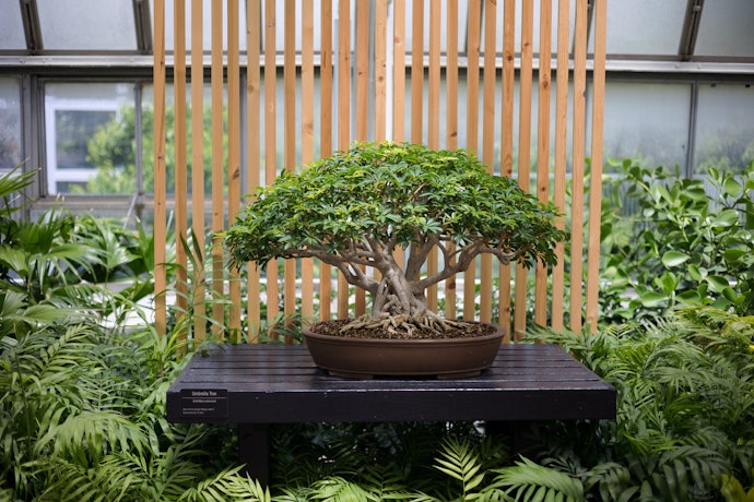 Pohon bonsai: Tidak perlu repot merangkai, pohon sudah terbentuk eksotis
